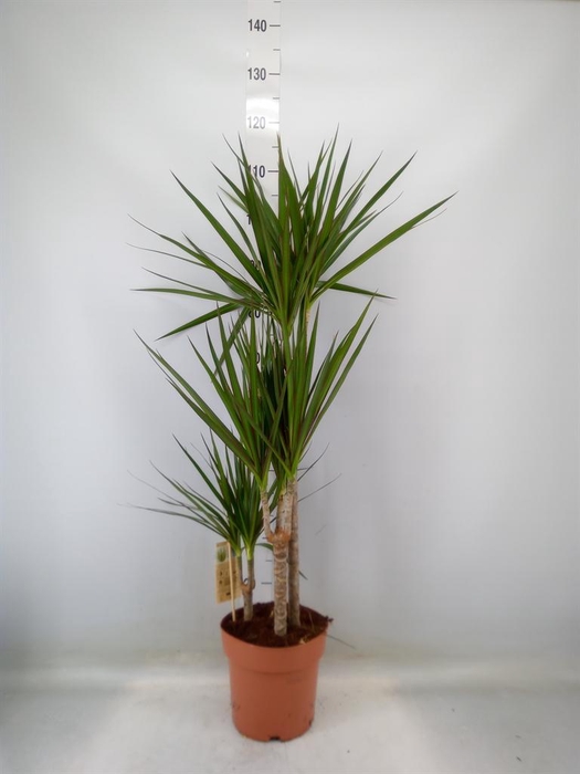 <h4>Dracaena marg.</h4>