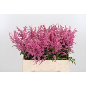 Astil C Romanze 60 Cm