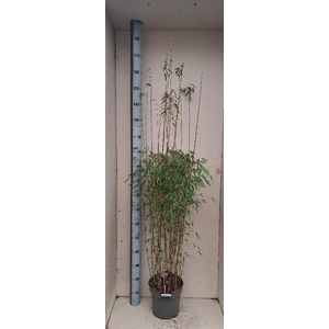 Fargesia 'Jiuzhaigou 1'