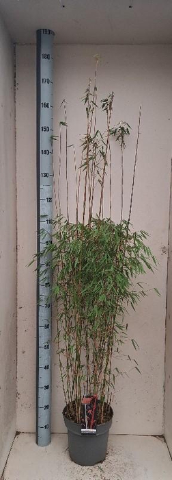 Fargesia 'Jiuzhaigou 1'