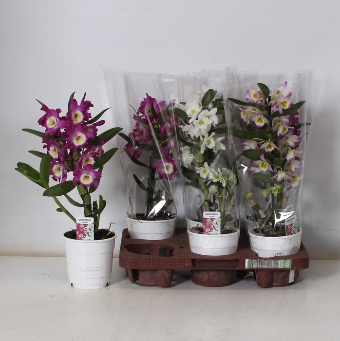 <h4>DENDR N GEM</h4>