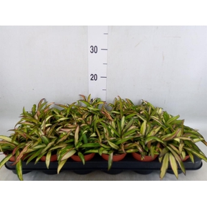 Hoya wayetii 'Tricolor'