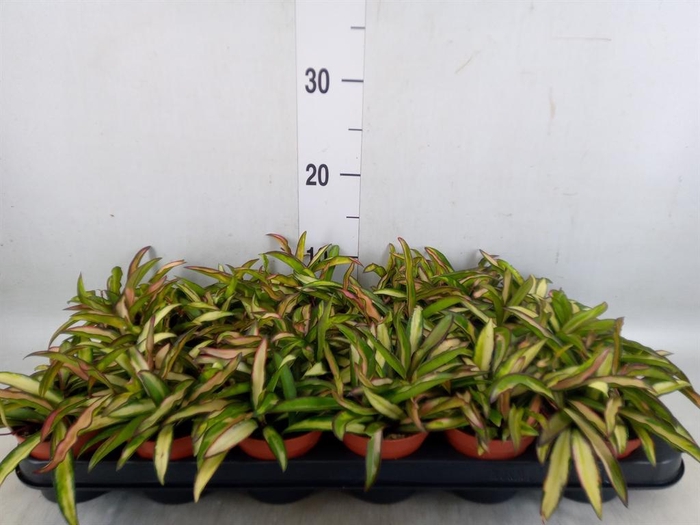 <h4>Hoya wayetii 'Tricolor'</h4>