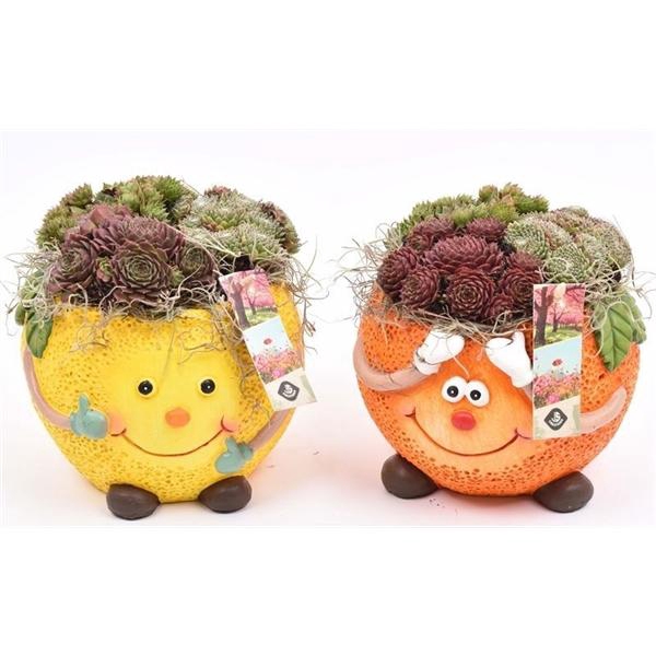 <h4>Arrangementen Sempervivum 6%</h4>
