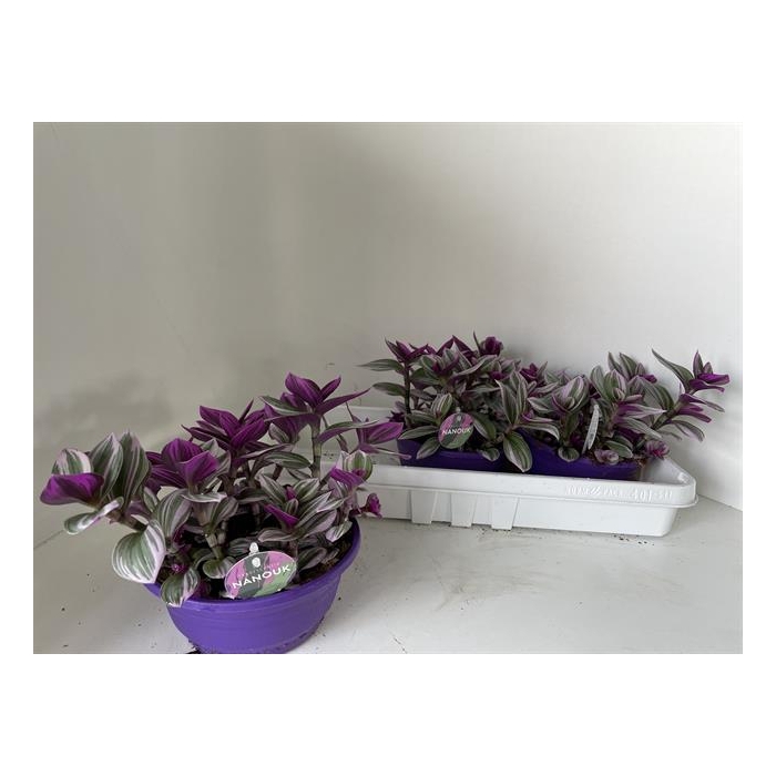 <h4>Tradescantia albiflora Nanouk 19Ø 10cm</h4>