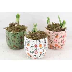 arr4 Narcis FL - Early springtime x12