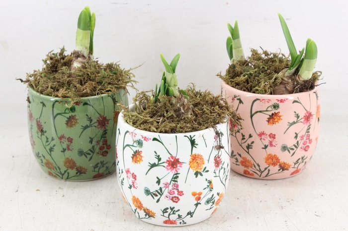 <h4>arr4 Narcis FL - Early springtime x12</h4>