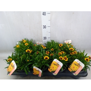 Coreopsis vert. 'Corleone Red'