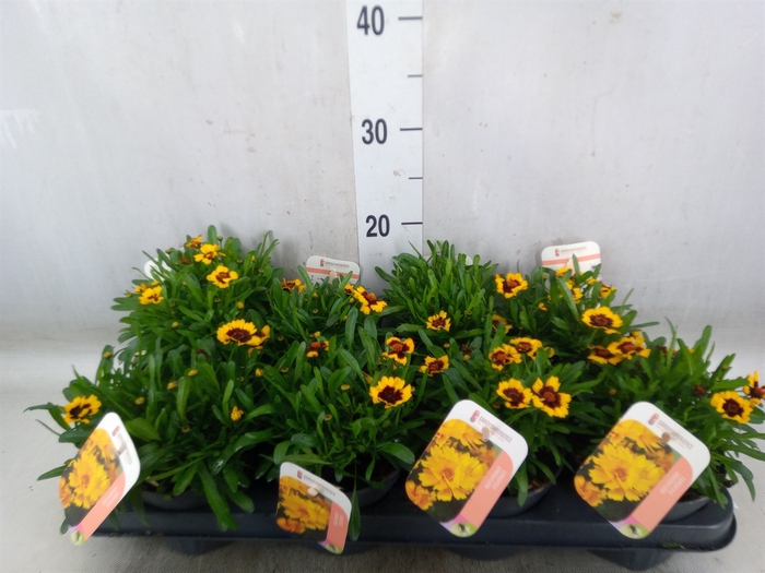 <h4>Coreopsis vert. 'Corleone Red'</h4>