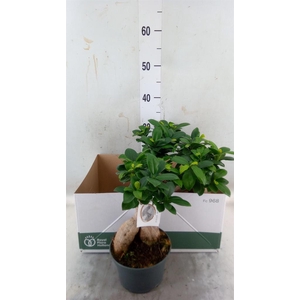 Ficus microcarpa 'Ginseng'