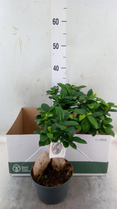 <h4>Ficus microcarpa 'Ginseng'</h4>