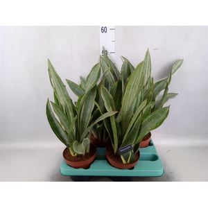 Sansevieria trifa.   ...