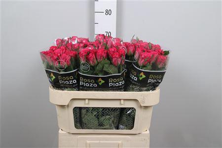 <h4>R Gr Orchestra</h4>