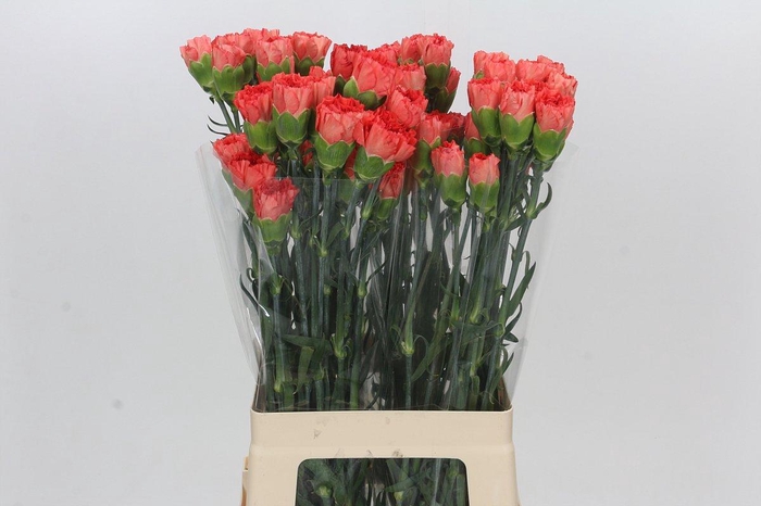 <h4>Dianthus St Arno</h4>