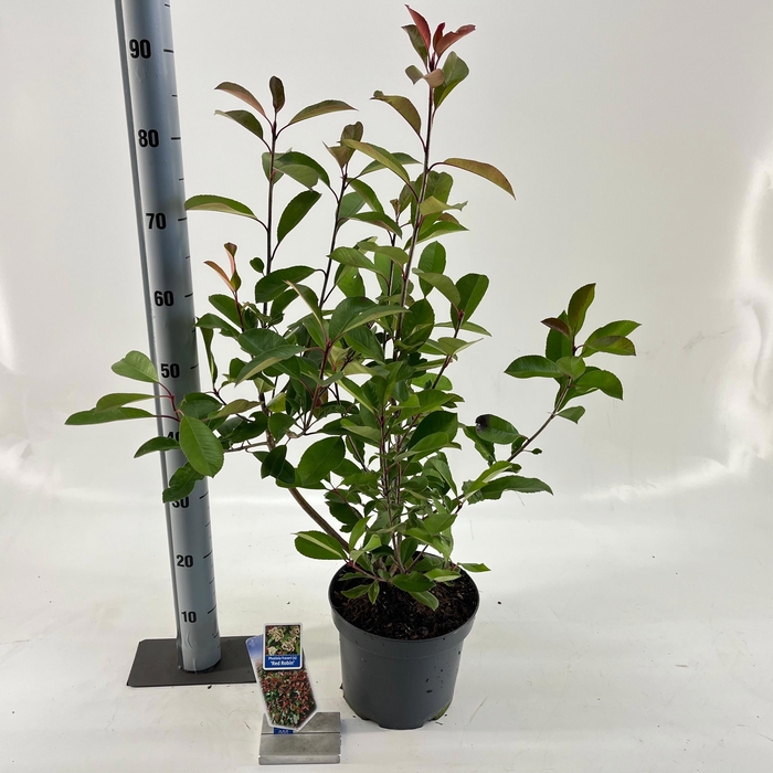 <h4>Photinia fraseri 'Red Robin'</h4>