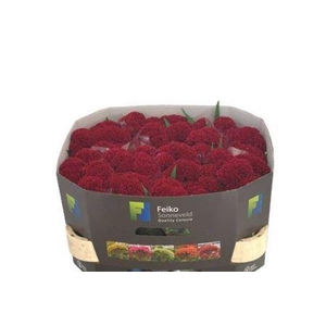 Cel C Reprise Velvet