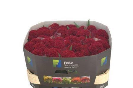 <h4>Cel C Reprise Velvet</h4>