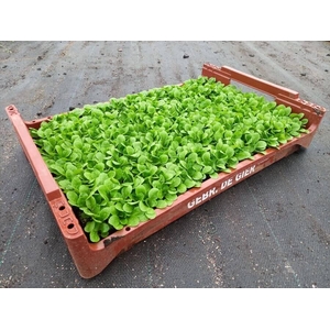 de Gier Groenteplanten 021 Bladgewas Veldsla - 140 planten
