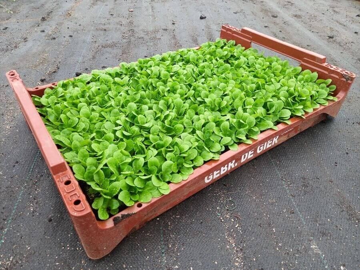 <h4>de Gier Groenteplanten 021 Bladgewas Veldsla - 140 planten</h4>