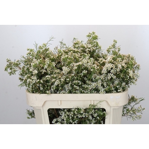 Chamelaucium Blizzard