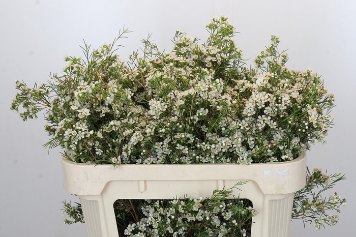 <h4>Chamelaucium Blizzard</h4>