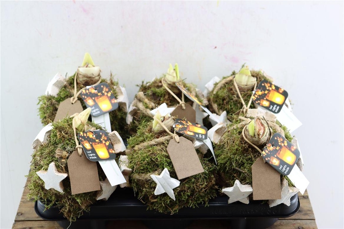 <h4>Arr Hipp Mosbol Star White Lights Mo-03</h4>