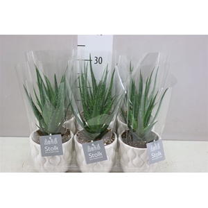 Aloe Arborescens Mohawk New Ariel Keramiek