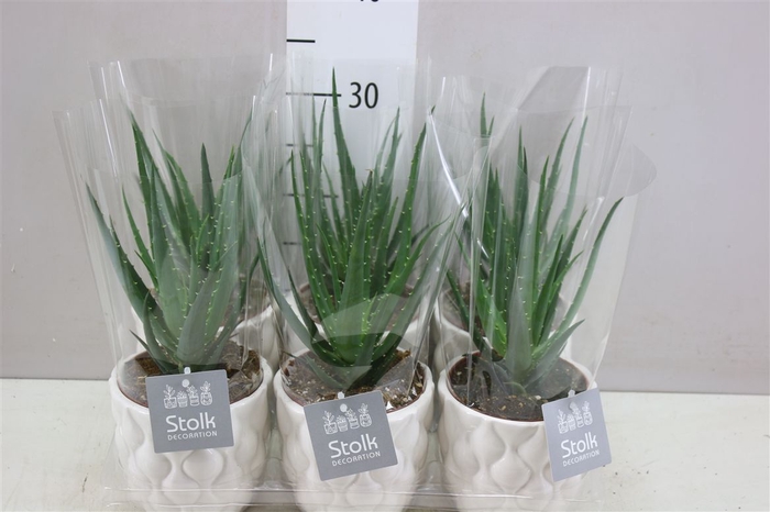 <h4>Aloe Arborescens Mohawk New Ariel Keramiek</h4>