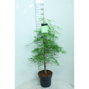 Acer palmatum 'Dissectum'