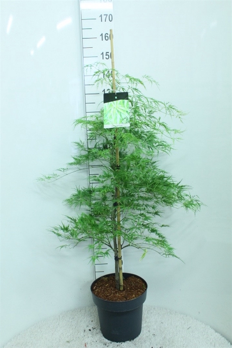 <h4>Acer palmatum 'Dissectum'</h4>