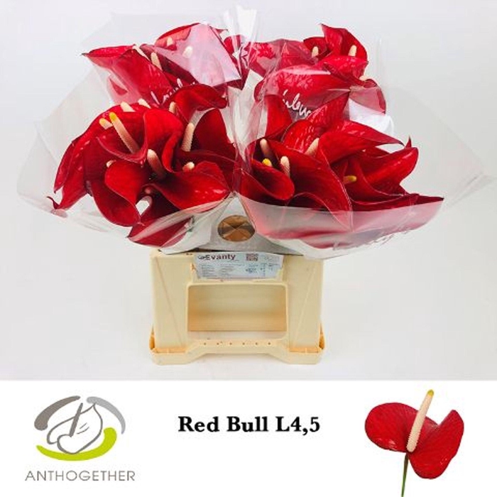 <h4>Anthurium andr. 'Red Bull'</h4>