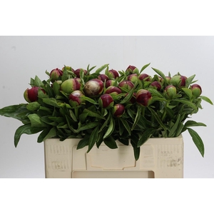Paeonia Red Charm