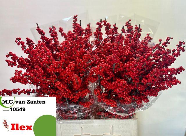 <h4>Ilex verticillata</h4>