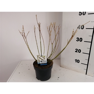 Salix Subopposita bush P17