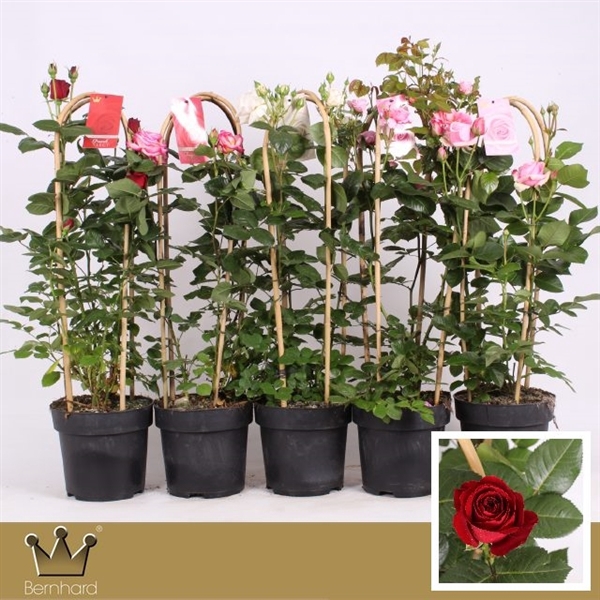 Select Gardenroses Mixcc P24