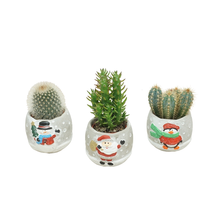 <h4>Cactus mix 5,5 cm in Cement Kerstpotje</h4>