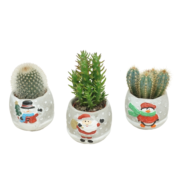 <h4>Cactus mix 5,5 cm in Cement Kerstpotje</h4>