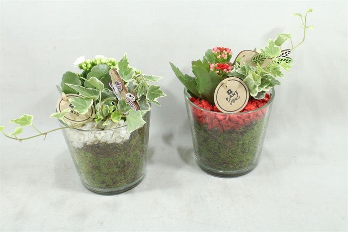 arr2 PT POT ZWAAR WIT/ROOD