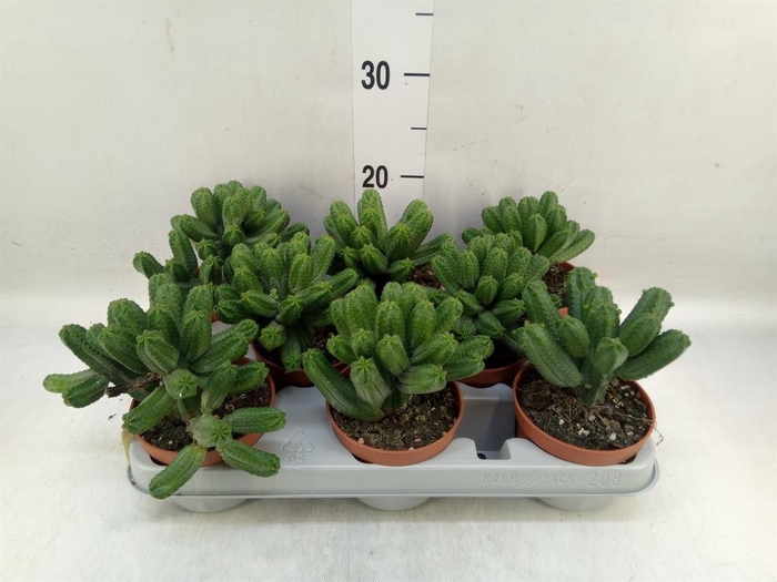 <h4>Euphorbia   ...</h4>