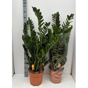ZAMIO ZAMIIFOLIA