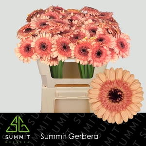 Gerbera MI 'Oreo'