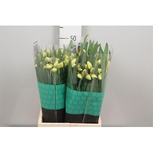 Narc Du Romant Parad