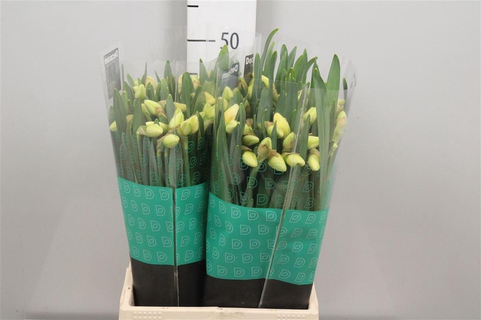 <h4>Narc Du Romant Parad</h4>