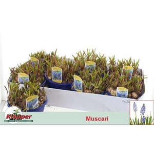 Muscar Atlantic Schaal