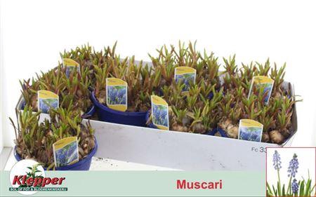 <h4>Muscar Atlantic Schaal</h4>