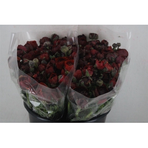 Ran Elegance Chocolade