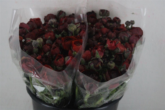 <h4>Ran Elegance Chocolade</h4>