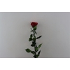 Ro Pres Stem 50cm Red