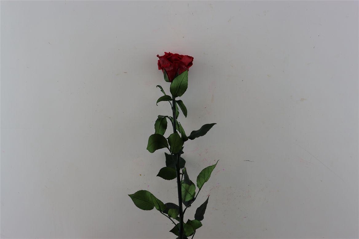 Ro Pres Stem 50cm Red