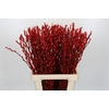 Salix Caprea Snow Flake P. Red